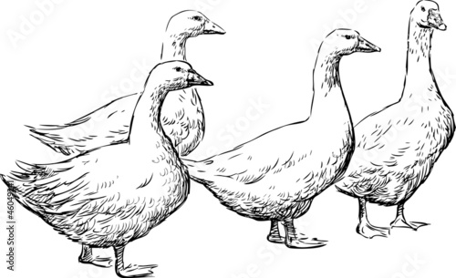 Gooses