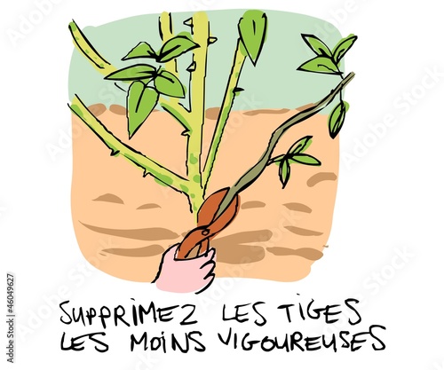 soigner ses rosiers