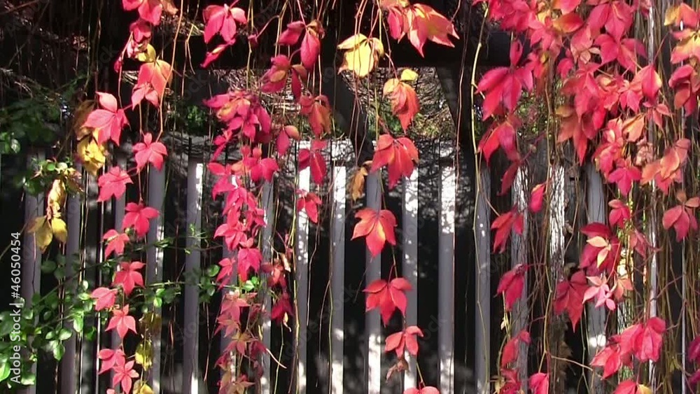 Laub StockVideo Adobe Stock