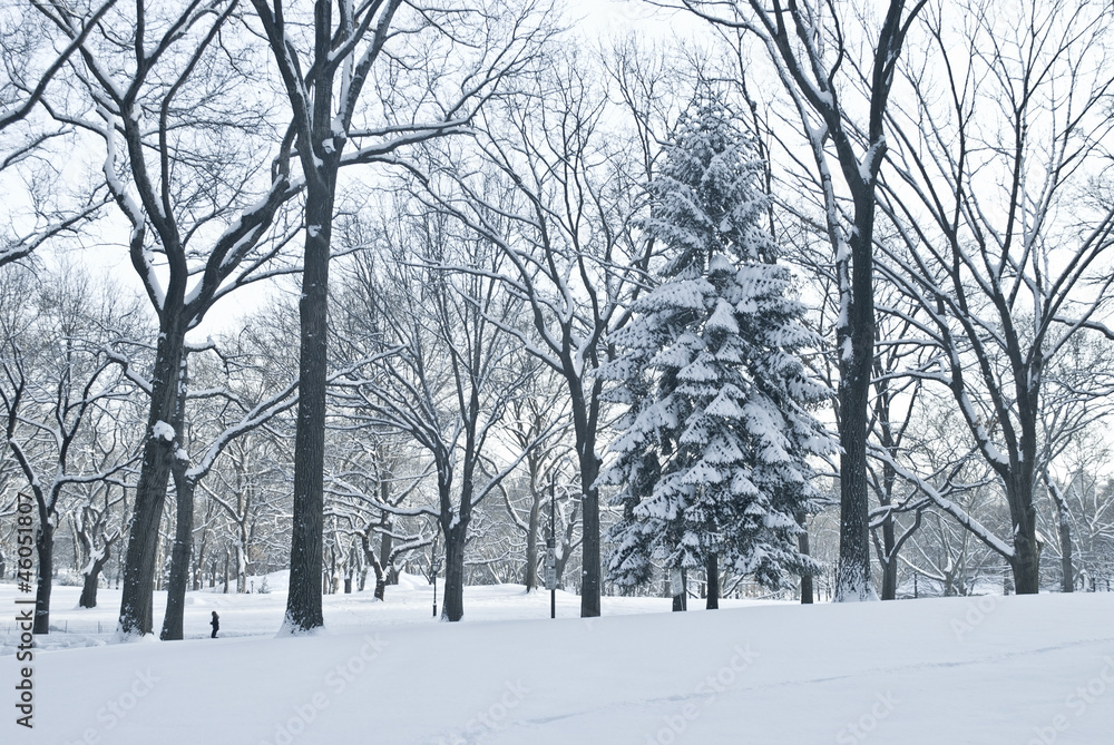 Winter Scene Central Park Winter Scene Central Park