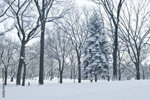 Winter Scene Central Park