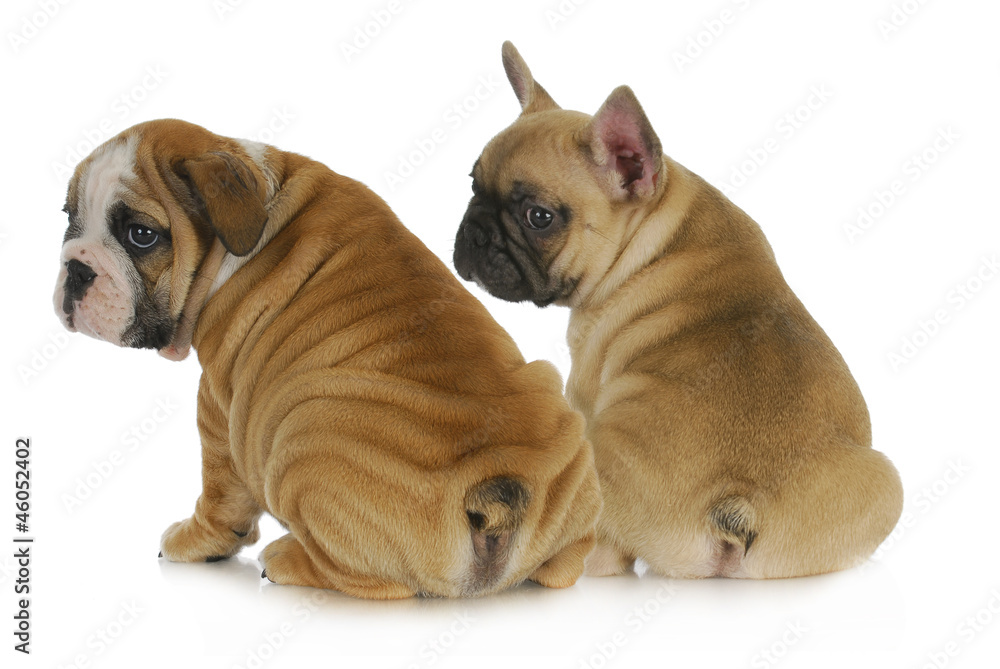 Obraz premium two puppies