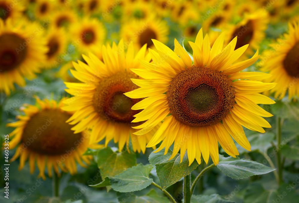 Fototapeta premium Sunflowers
