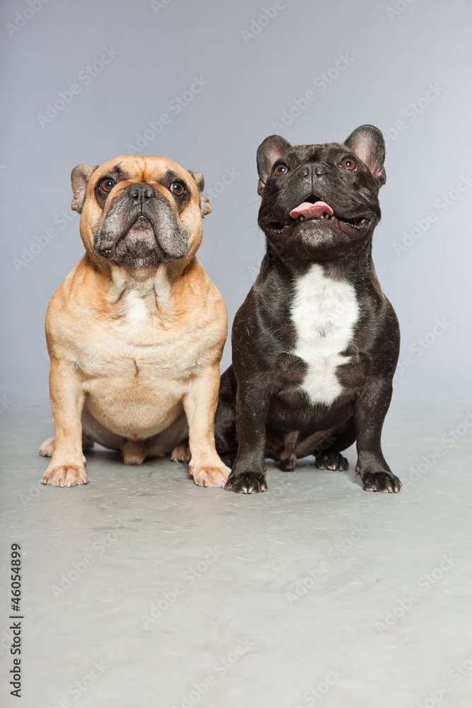Obraz premium Black and brown french bulldogs together.