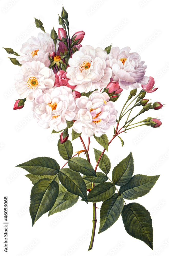 flower illustration