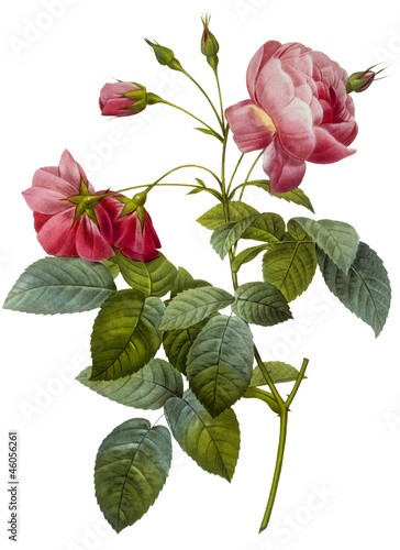 flower illustration