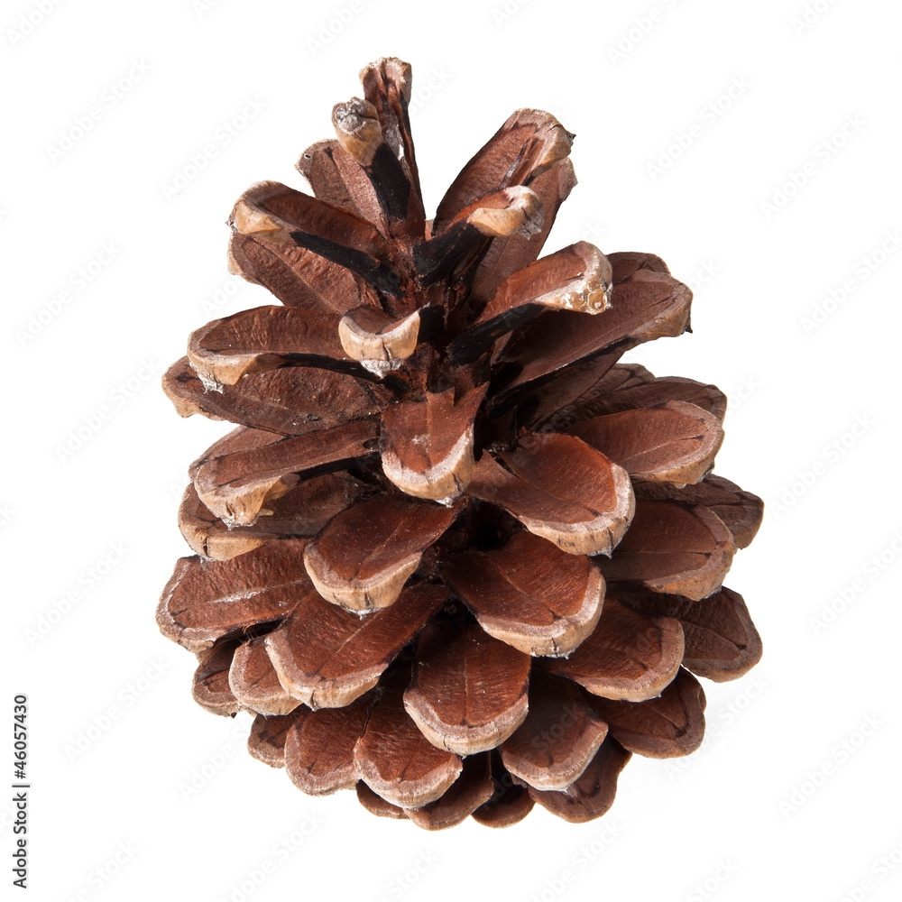Pine cone isolated on white background Pine cone isolated on white background