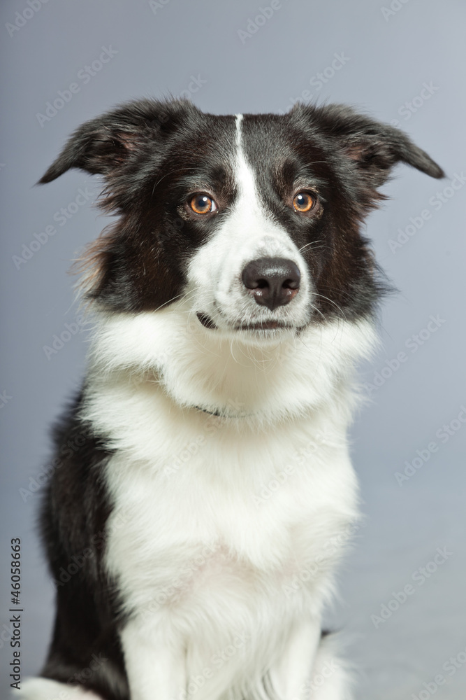 Young border collie dog. Bitch. Studio shot isolated.