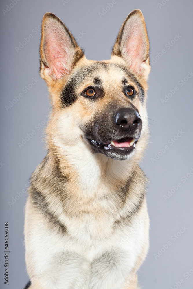 Beautiful german shepherd dog isolated on grey background. Beautiful german shepherd dog isolated on grey background.