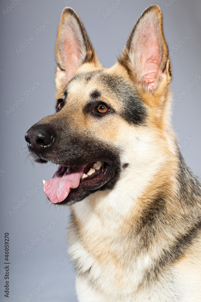 Beautiful german shepherd dog isolated on grey background. Beautiful german shepherd dog isolated on grey background.
