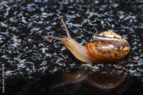 Snail on granite