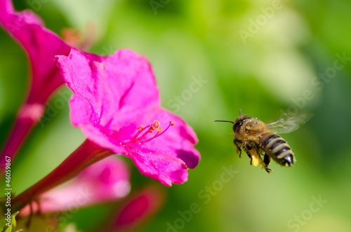 honeybee pollinated of flower © klagyivik