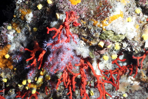 Fototapeta Naklejka Na Ścianę i Meble -  corallo rosso fioritura