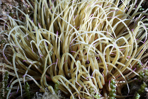 anemone mediterraneo photo
