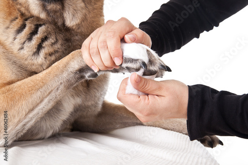 Pfotenverband beim Hund anlegen