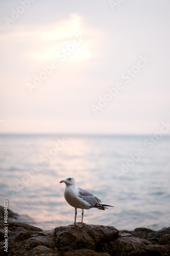 seagull