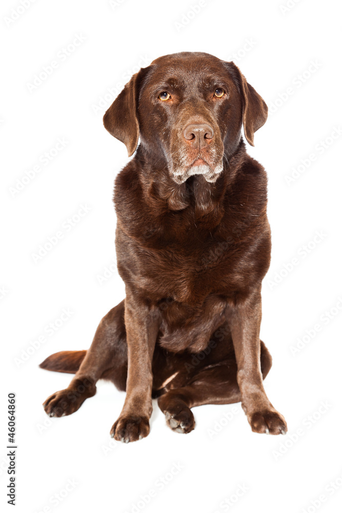 Old brown labrador dog isolated on white background.