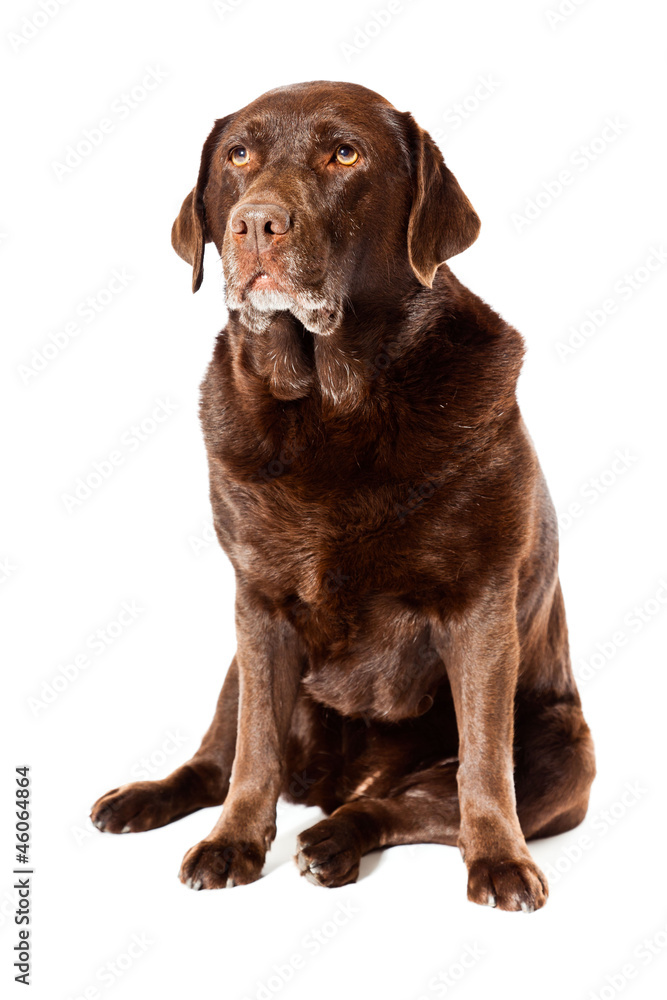 Old brown labrador dog isolated on white background.