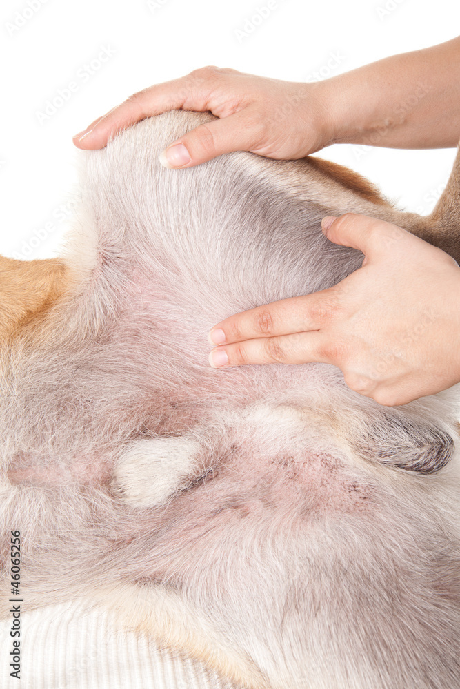 Puls messen beim Hund Stock-bilde | Adobe Stock