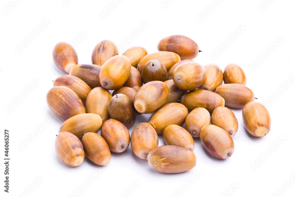 Collection of acorns isolated on white background Collection of acorns isolated on white background