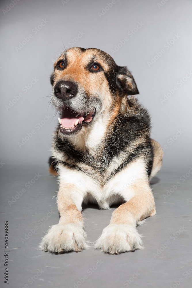 Cute old german shepherd dog. Studio shot isolated. Cute old german shepherd dog. Studio shot isolated.