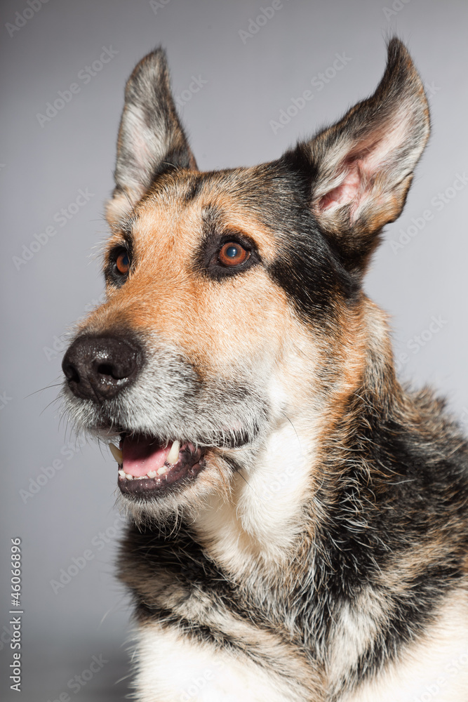 Cute old german shepherd dog. Studio shot isolated.