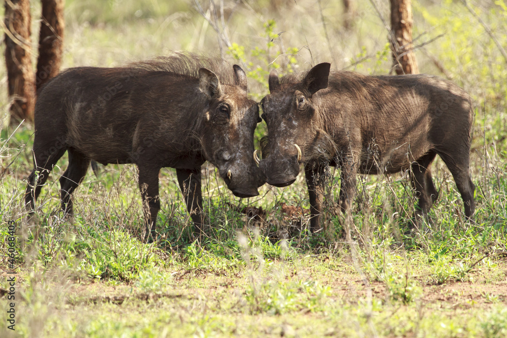 Warthog love Warthog love