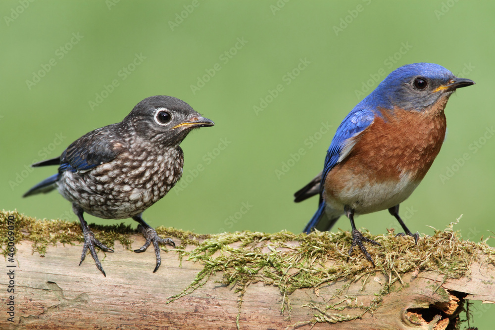 Fototapeta premium Male Eastern Bluebird With Baby