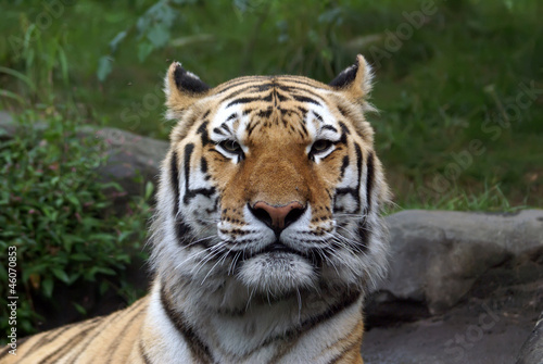Siberian  Amur  tiger