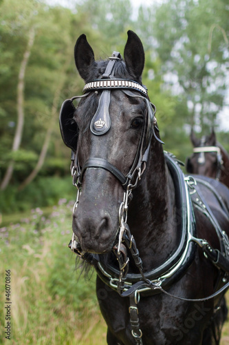 Portrait of a Dutch royal black horse