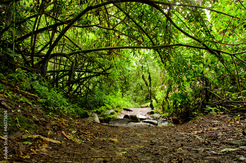 tropical rain forest photo