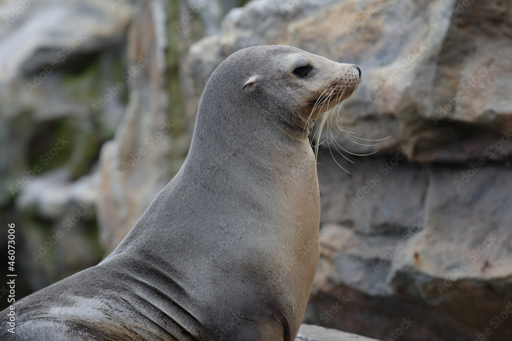Sea Lion Sea Lion
