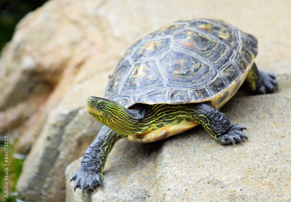 turtle turtle