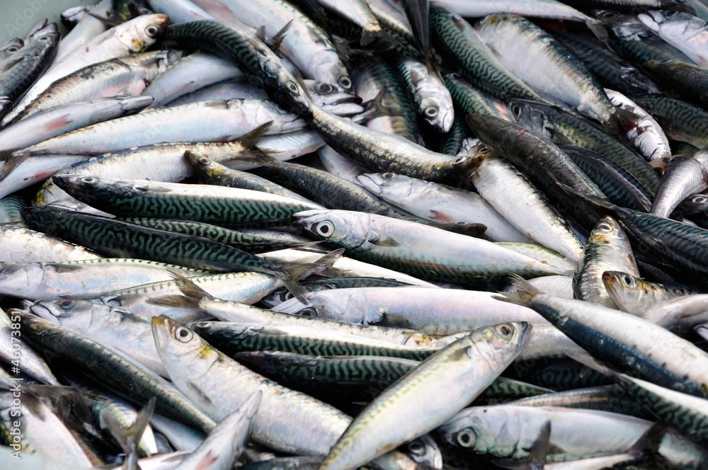 Obraz premium pêche et pêcheur
