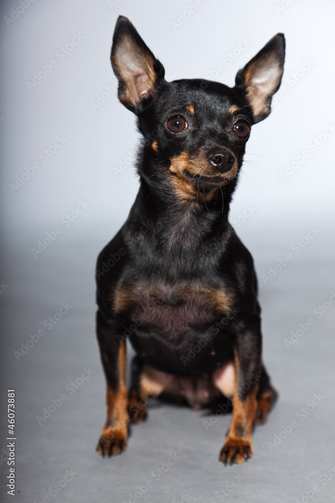 Cute and funny black and brown chihuahua dog isolated. Cute and funny black and brown chihuahua dog isolated.