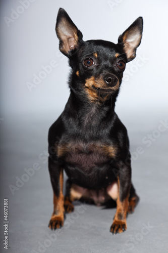 Cute and funny black and brown chihuahua dog isolated.