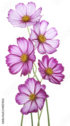 Fototapeta Naklejka Na Ścianę i Meble -  cosmos