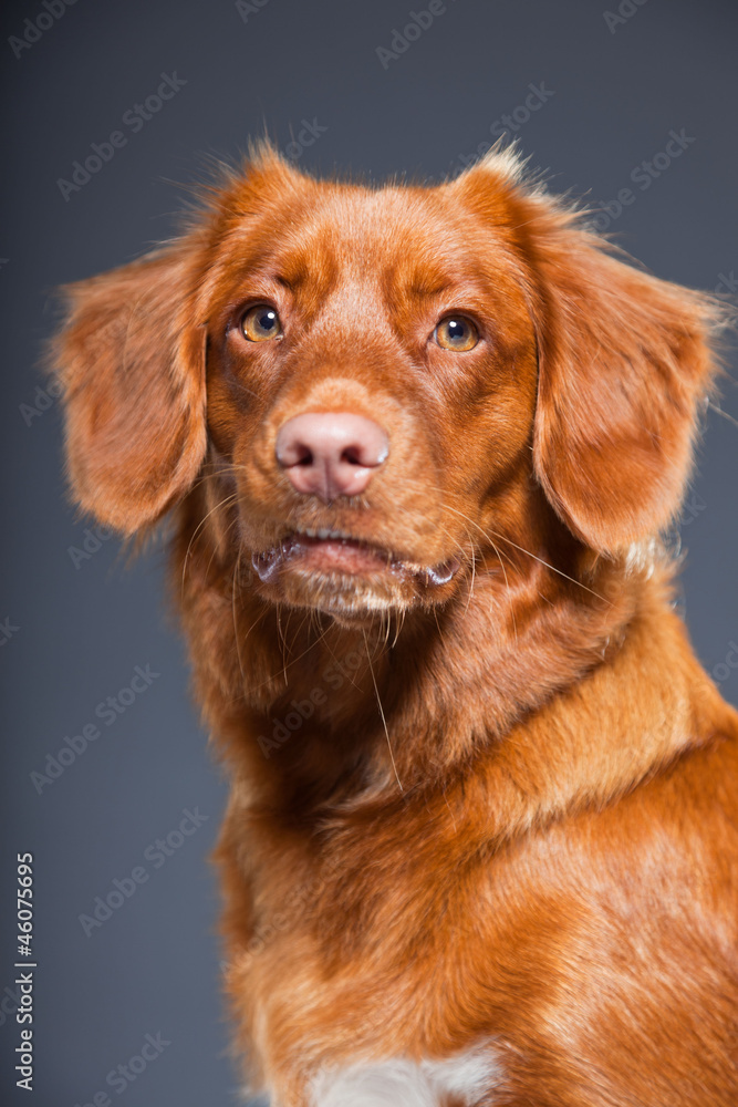 Beautiful and cute toller dog isolated on grey background.