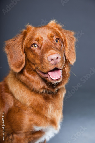 Beautiful and cute toller dog isolated on grey background.