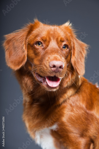 Fototapeta Naklejka Na Ścianę i Meble -  Beautiful and cute toller dog isolated on grey background.