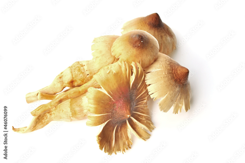 termite mushroom termite mushroom