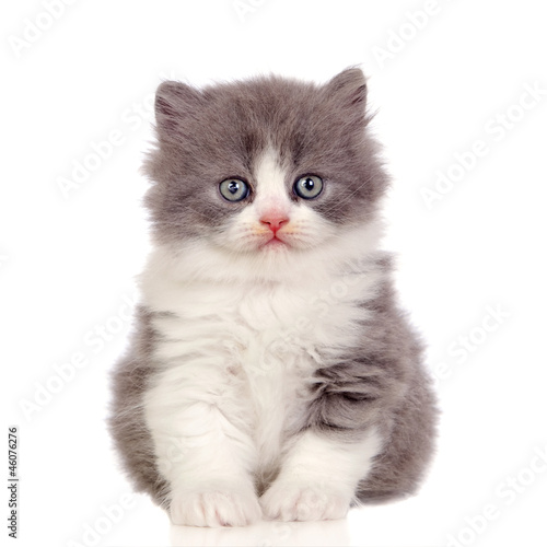 Fototapeta Naklejka Na Ścianę i Meble -  Beautiful angora kitten with gray and soft hair