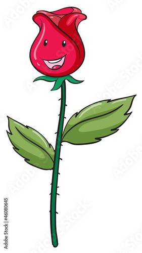 pink bud and plant