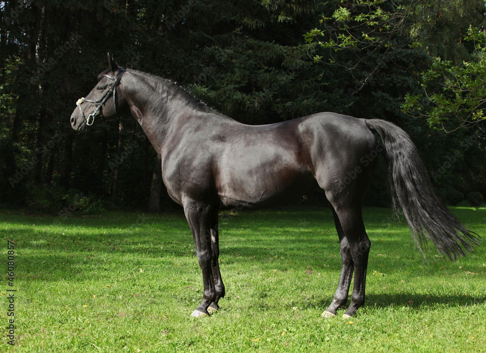 Portrait of a thoroughbred stallion Portrait of a thoroughbred stallion