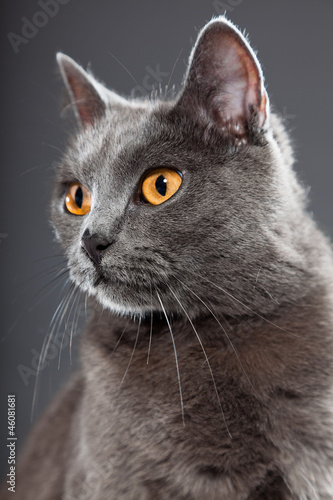 Foto Grey Chartreux cat with yellow orange eyes isolated on grey.