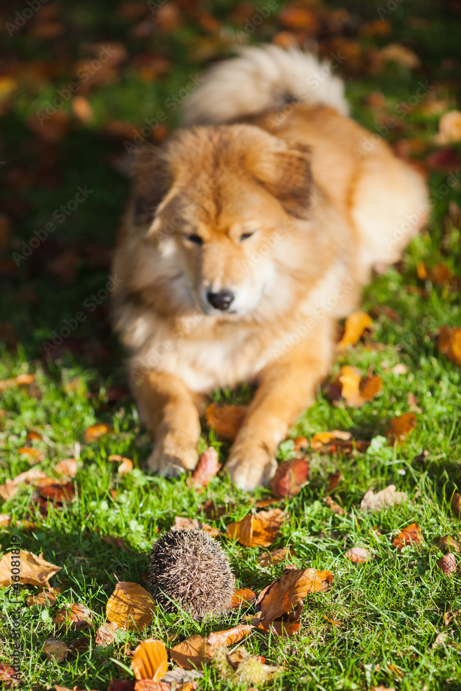 Elo liegt vor einem Igel