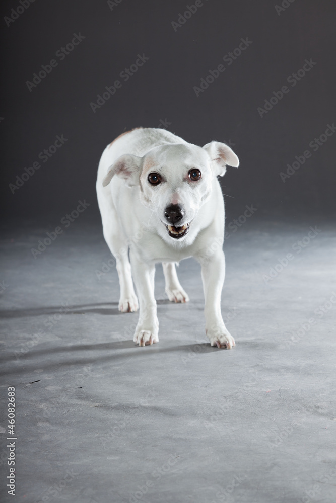 Cute and funny white jack russell dog isolated on grey.