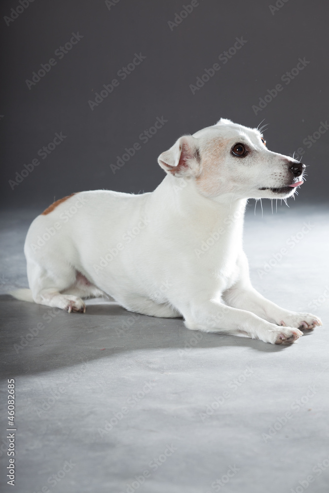 Cute and funny white jack russell dog isolated on grey.