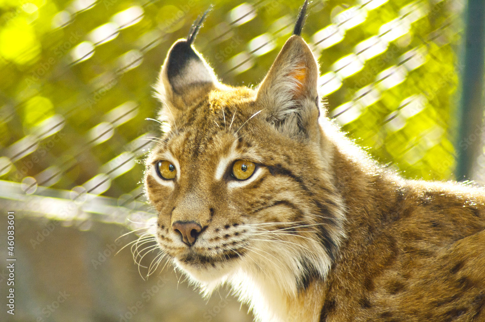 Fototapeta premium Portrait of a young female lynx