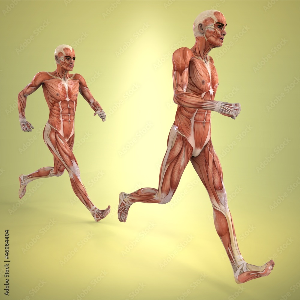 Anatomía Anatomía